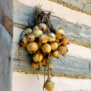In Greece, people hang onions on their doors on New Year’s  Eve for good luck.
