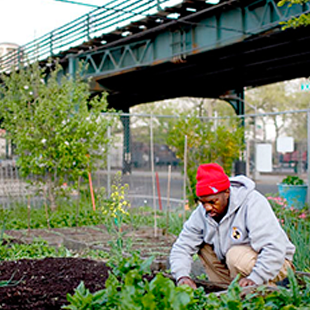 Urban Agriculturalists