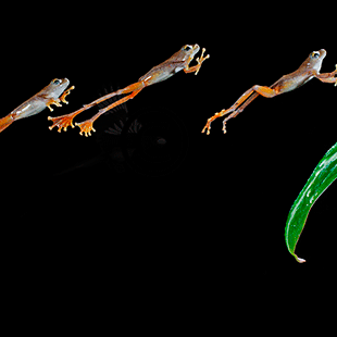 They can jump.