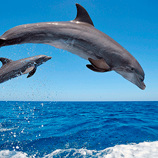They can swim.