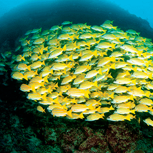 They can swim.