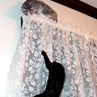 They can climb.