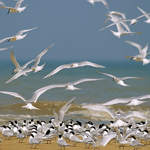 They can fly.