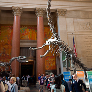 Brontosaurus never actually existed. They had parts of two different dinosaurs accidentally combined.