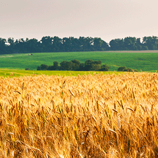 We started this 10,000 years ago. it was the beginning or our civilization.