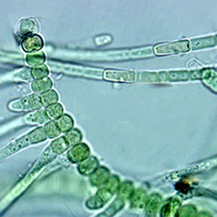 Cyanobacteria 3,5 billion years old