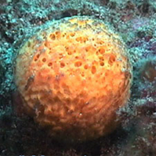 Sea sponge 580 million years old