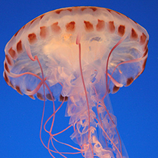 Jelly fish 505 million years old