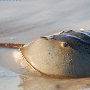 Horseshoe Crab 500 million years old