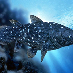 Coelacanth 400 million years old