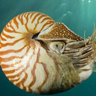 Nautilus 235 million years old