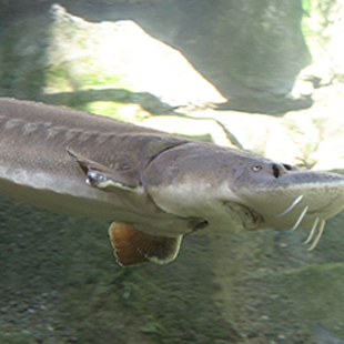 Sturgeon 200 million years old